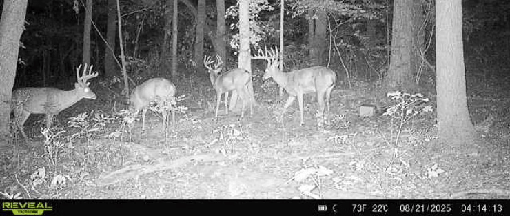 What Trail Cameras Have Taught Me About Mature&nbsp;Bucks.